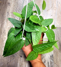 Load image into Gallery viewer, Epipremnum pinnatum &#39;Cebu Blue&#39; pothos in 4.5&quot; hanging basket
