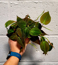 Load image into Gallery viewer, Philodendron Micans in 4&quot; pot
