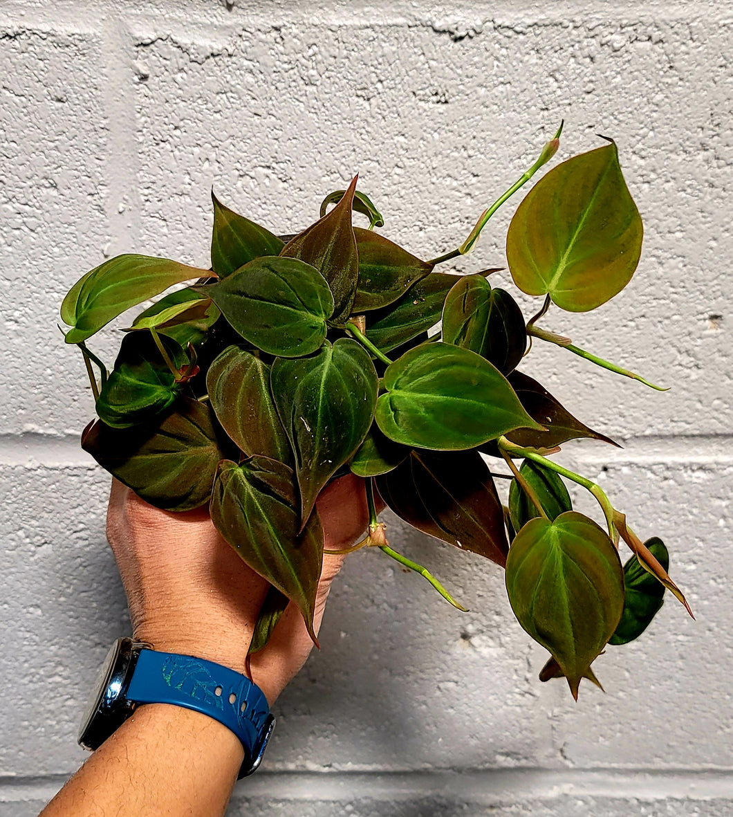 Philodendron Micans in 4