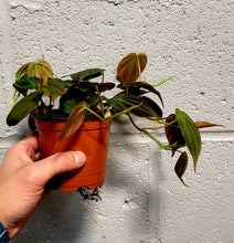 Load image into Gallery viewer, Philodendron Micans in 4&quot; pot
