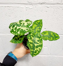 Load image into Gallery viewer, Caladium Hilo Beauty in 4&quot; pot
