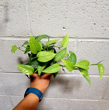 Load image into Gallery viewer, Epipremnum pinnatum &#39;Cebu Blue&#39; Pothos in 4&quot; pot
