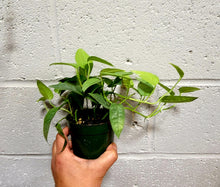 Load image into Gallery viewer, Epipremnum pinnatum &#39;Cebu Blue&#39; Pothos in 4&quot; pot
