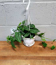 Load image into Gallery viewer, Monstera siltepecana in 4.5&quot; hanging pot
