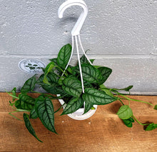 Load image into Gallery viewer, Monstera siltepecana in 4.5&quot; hanging pot
