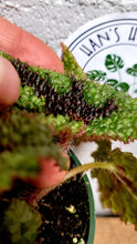 Load image into Gallery viewer, Begonia &#39;Iron Cross&#39; in 4&quot; pot
