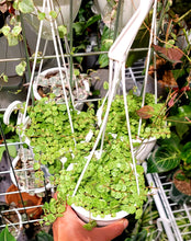 Load image into Gallery viewer, Peperomia prostrata &#39;String of Turtles&#39; in 4.5&quot; hanging basket
