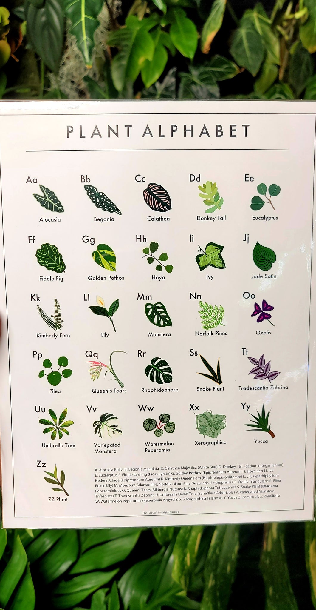 Plant Alphabet Poster