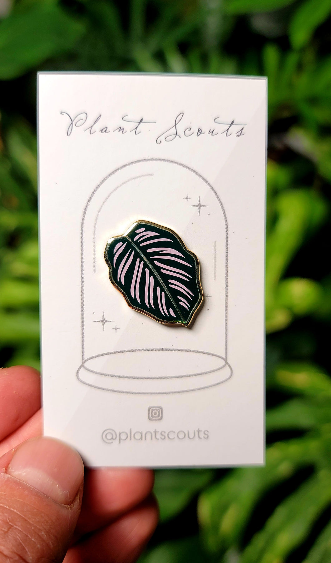 Calathea Ornata Pin