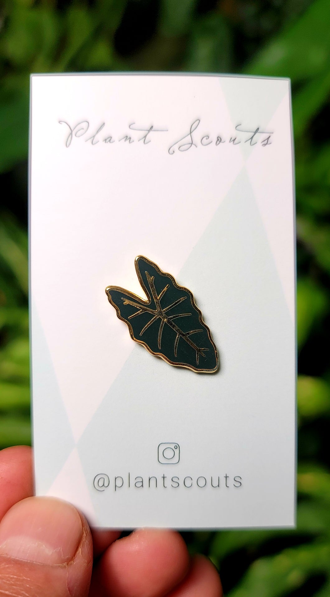 Alocasia Fredek Pin