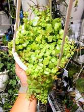 Load image into Gallery viewer, Peperomia prostrata &#39;String of Turtles&#39; in 4.5&quot; hanging basket
