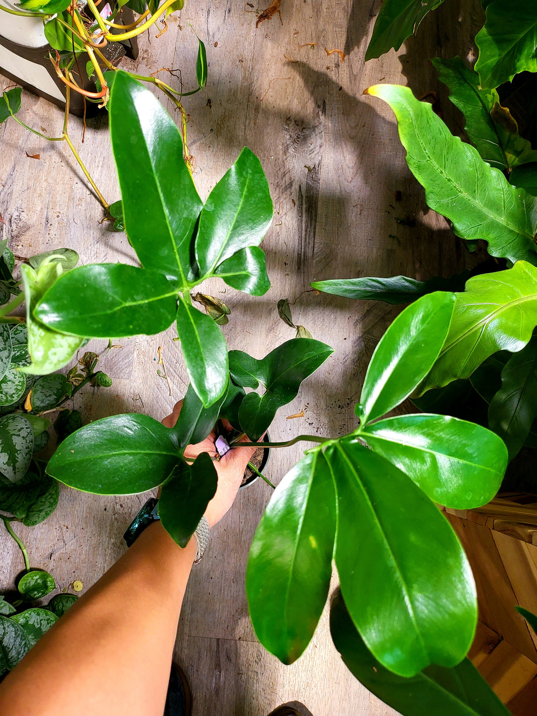 Philodendron Goeldii