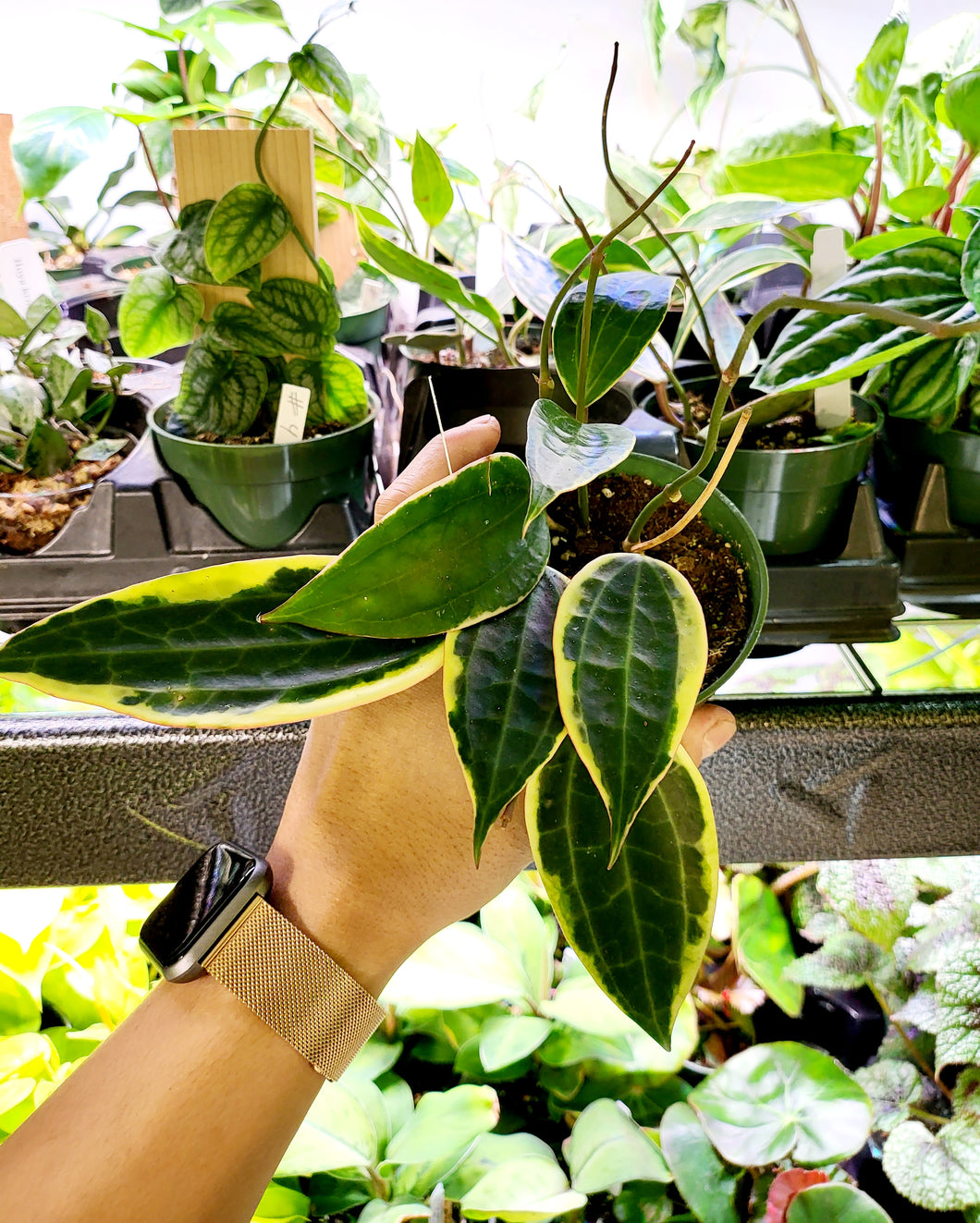 Hoya Macrophyllum Variegated in 4