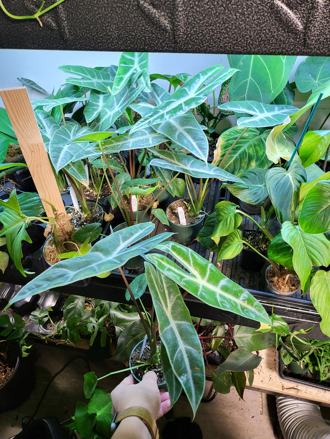 Alocasia Longibolia in 4