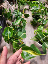 Load image into Gallery viewer, Philodendron Silver Stripe in 4.5&quot; HB
