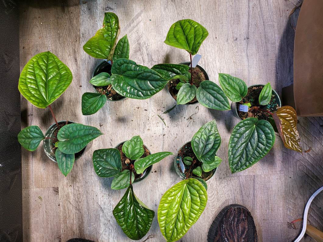 Anthurium Radicans x Luxurians