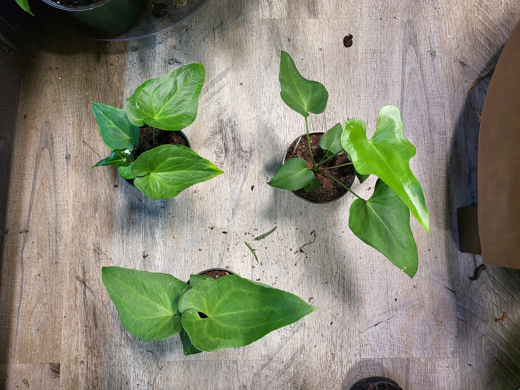 Anthurium Podophyllum