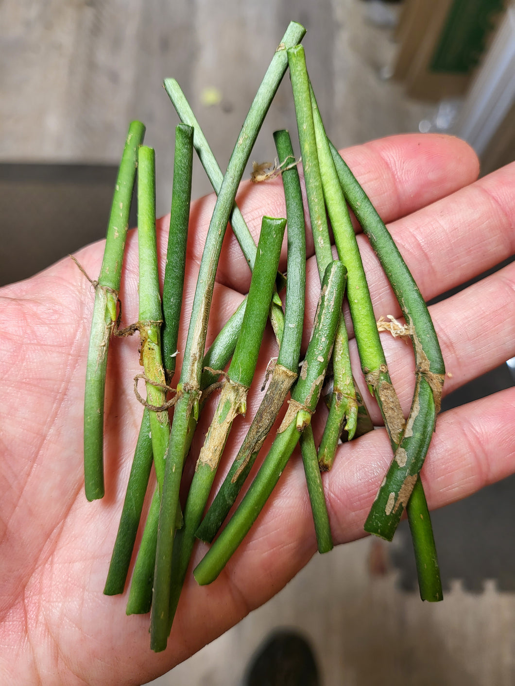 Monstera Obliqua Peru NODE