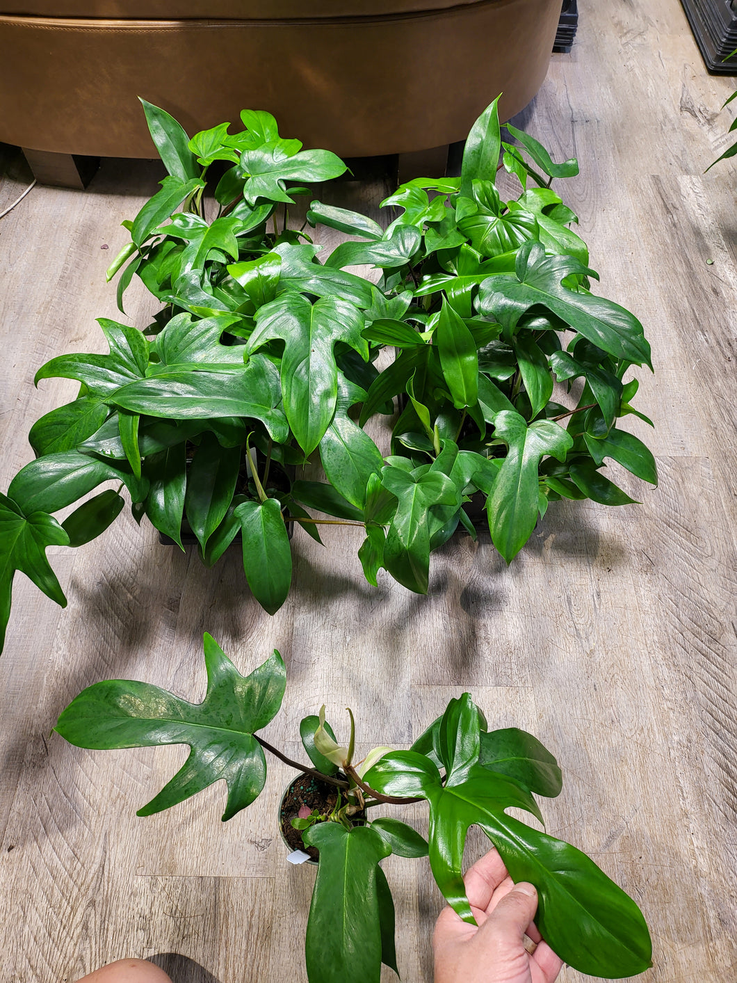 Philodendron Florida Green