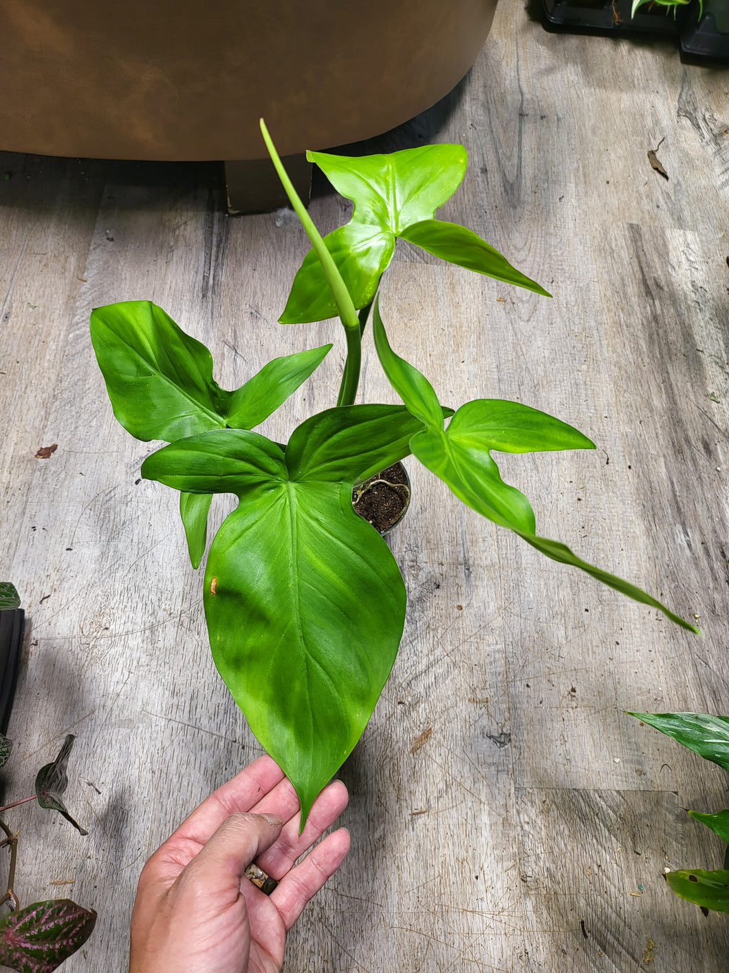 Philodendron Camposportoanum in 3.5