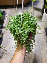 Load image into Gallery viewer, Peperomia prostrata &#39;String of Turtles&#39; in 4.5&quot; hanging basket
