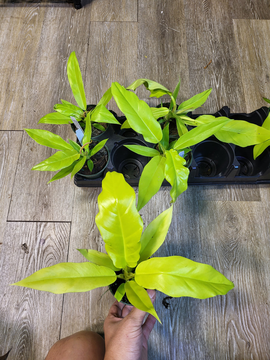 Philodendron Golden Crocodile in 3.5