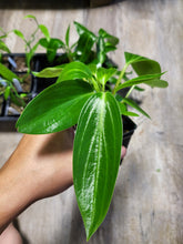 Load image into Gallery viewer, Peperomia Elongata in 2.5&quot; pot
