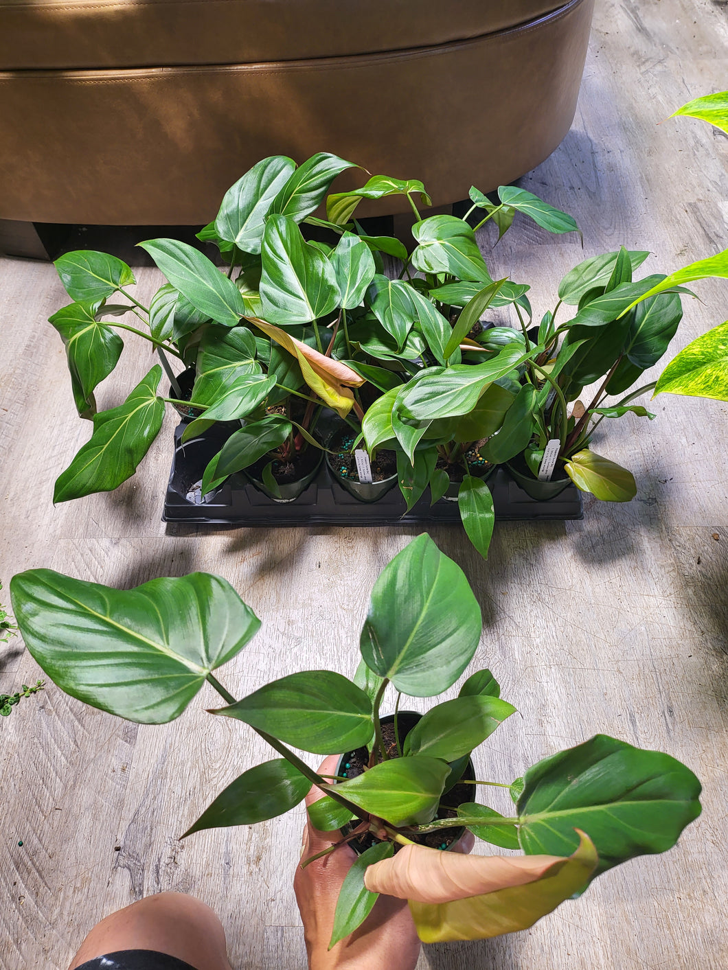 Philodendron 'Summer Glory' in 4