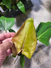 Load image into Gallery viewer, Philodendron &#39;Summer Glory&#39; in 4&quot; pot
