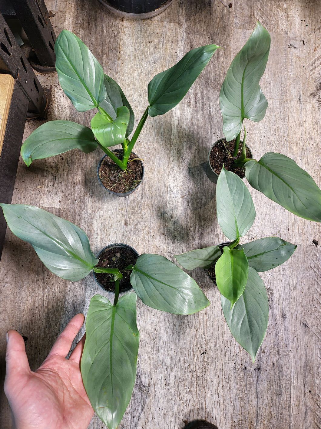 Philodendron Silver Sword in 4