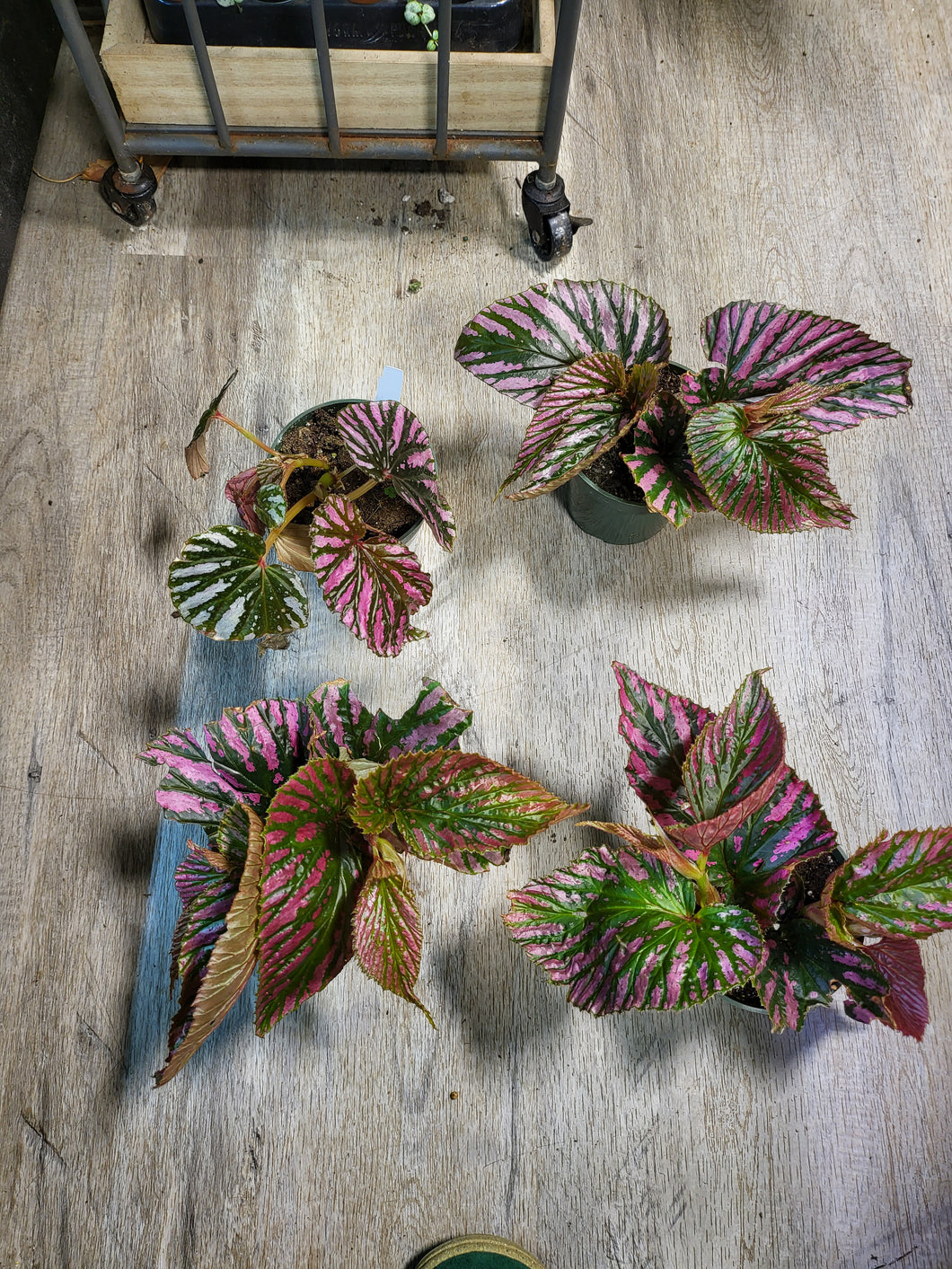 Begonia Brevirimosa Exotica in 4