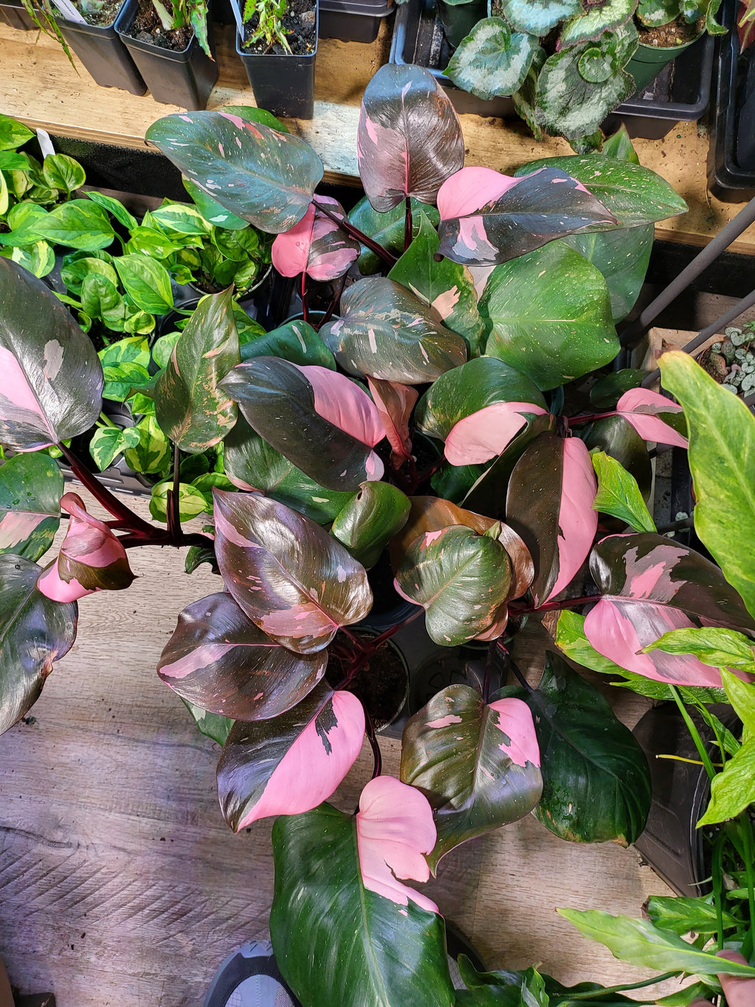 Philodendron Pink Princess (Seller choice) in 4